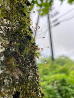 20230530　雨上がり