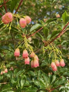 20230607　サラサドウダン