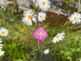 20230606　ユウゲショウ