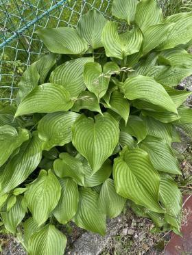 20230607　オオバコのユリ葉