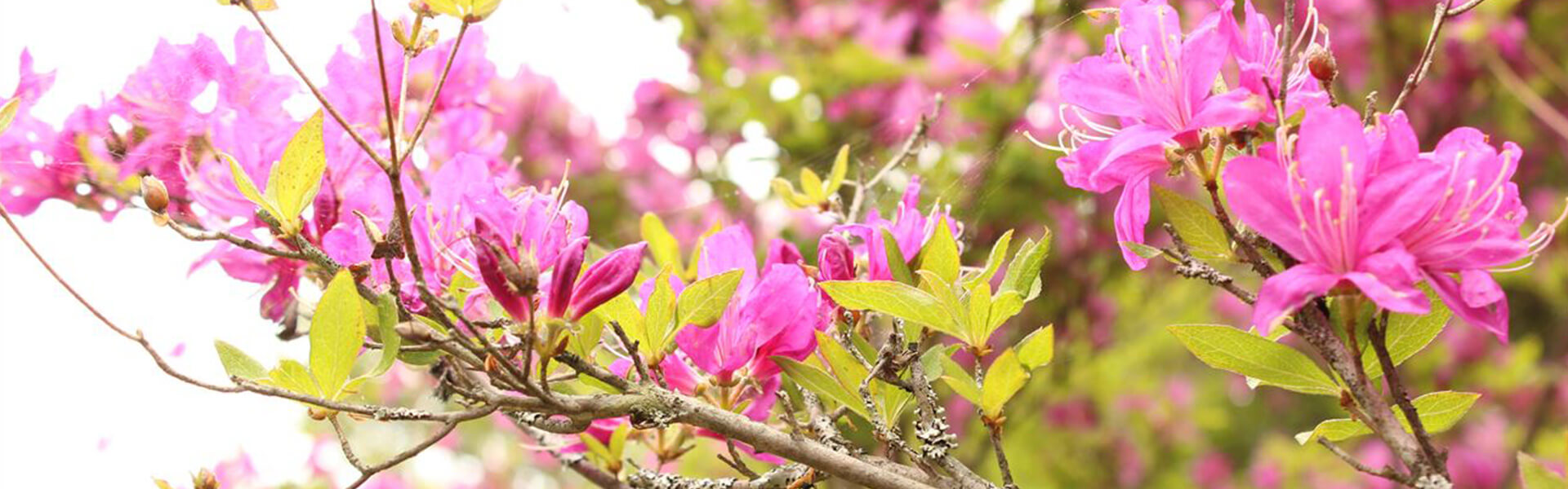 愛鷹つつじ（アップ）