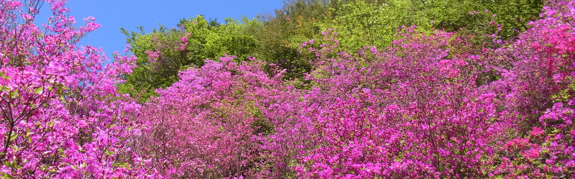 愛鷹つつじ（ひき）